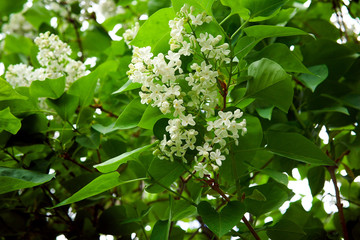 White lilac flowers