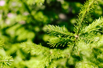 Closeup photo of green needle spruce tree. Blurred pine needles in background