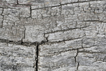 Background texture of tree bark