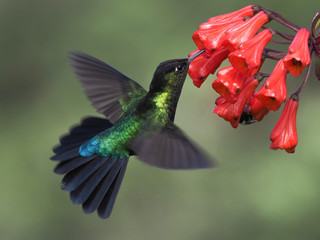 Talamanca-Kolibri in Costa Rica (Magnificent Hummingbird, Talamanca Hummingbiord)