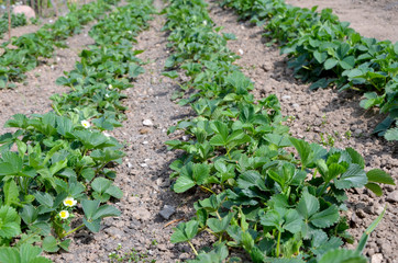Fototapeta na wymiar beds with young strawberry bushes in a vegetable garden