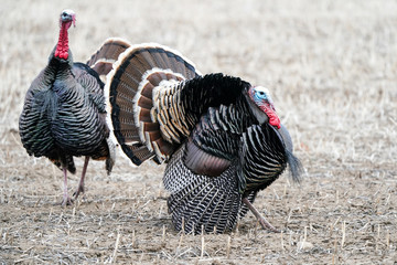 Wild Turkey - Toms