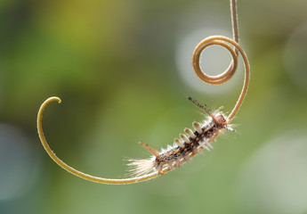 caterpillar leaves on branches and on lizards walk looking for something