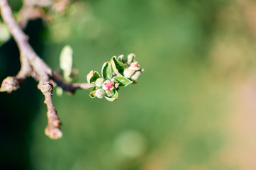 Natural green background. Apple tree branch in early spring. copy space.