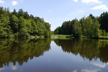 Fototapeta na wymiar Teich im Wald mit klarem Wasser und Wasserspiegelung