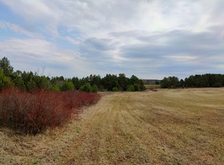 Fototapeta premium red briar bushes between the field and the forest against a beautiful blue sky