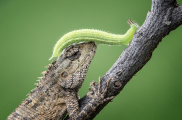 caterpillar leaves on branches and on lizards walk looking for something