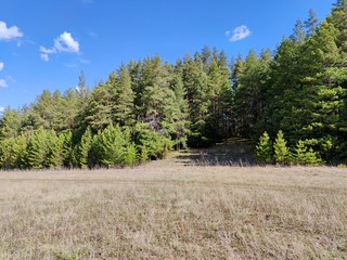in a field near a forest on a sunny spring day against a blue sky