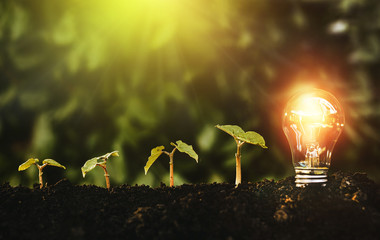 Green plants grows and lightbulb. Energy saving, Earth Day and saving concept.