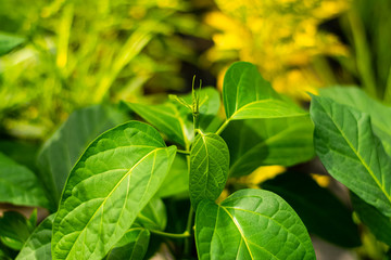 Gurmar medicinal plant