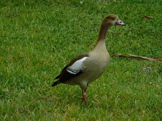 Ducks, flower, landscape, garden, wall