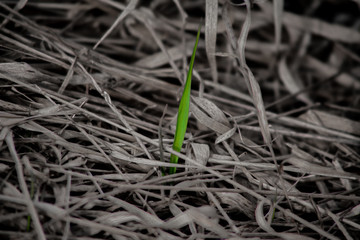 Minimalistic shot of a green blade of grass in a monochrome sourrounding