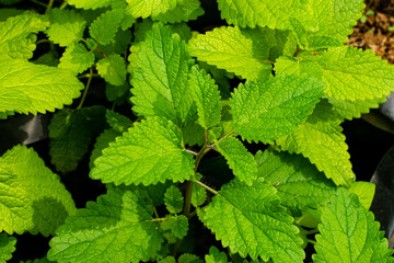 Green lemon balm plant