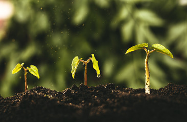 Green seedling growing on the ground in the rain. Concept of the save, ecology, agriculture, earth day
