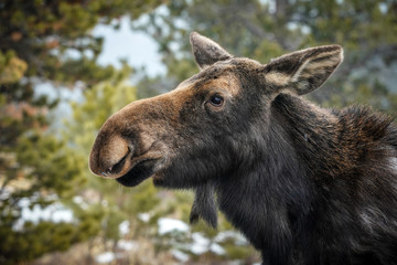 Moose - Cow - Portrait