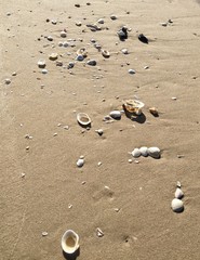 Seashell at the beach.