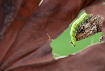 caterpillar leaves on branches and on lizards walk looking for something
