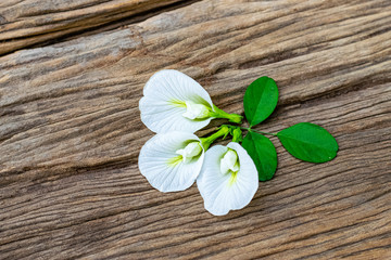 Obraz na płótnie Canvas White anchan flowers