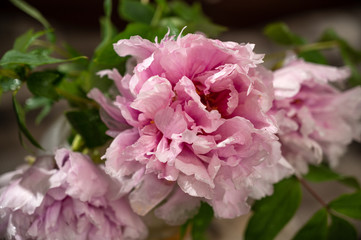 Pink peonies