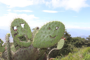 happy cactuses