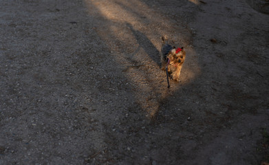 Yorkshire Terrier on a walk on a leash