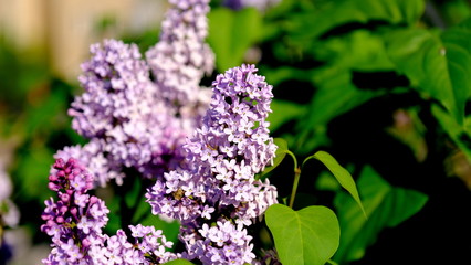
Blooming lilac in a city park
Floral background for web design.
