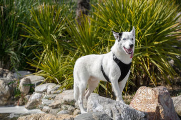 dog on the beach