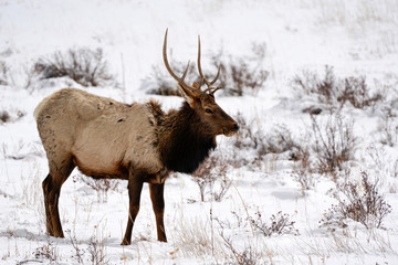 Bull Elk Snow