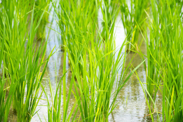 Fototapeta premium Close up of Rice sprouts plant growth in rice field.