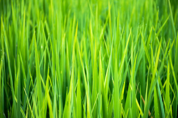 Fototapeta na wymiar Close up of beautiful green grass with blurred background.