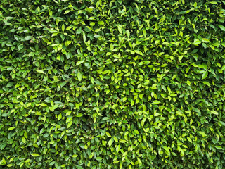 Green leaf wall texture background. Nature view of green plants. Environmental freshness wallpaper concept.