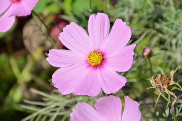 Cosmos mauve