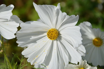 Cosmos blanc