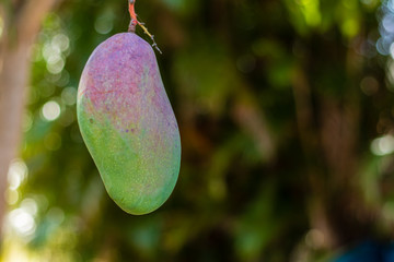 Valencia Pride mango swinging back and forth on the tree branch due to a gentle breeze on a warm...