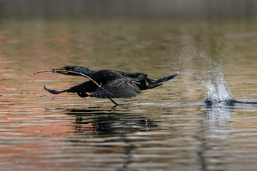 Cormorant Nest Building