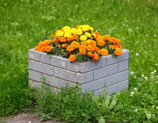 Square concrete flowerbed with orange asters