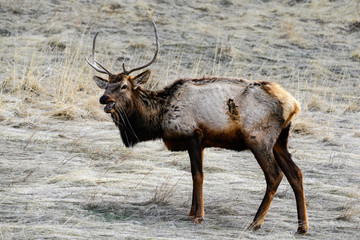 Bull Elk Pose