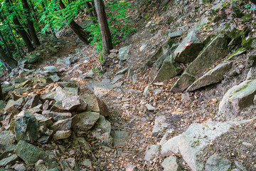 Mountain hiking trail leading through a forest full of fresh spring greenery in Appiano in Italian South Tyrol