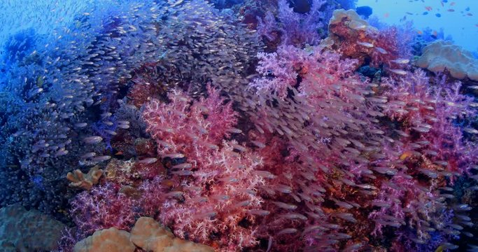 Colourful coral reef in Similan island  Andaman sea Thailand