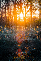 Beautiful natural zen like grass in the landscape nature. Harz Mountains, Harz National Park in Germany.