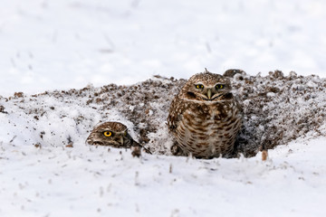 Burrowing Owls - Snow