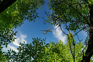 Leaves and sky
