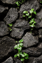 Porous black stones with texture. Small plant sprout makes its way. Close-up. Structure shot with black background. Wallpaper concept. Big desire to live.