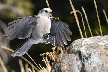 Gray Jay landing