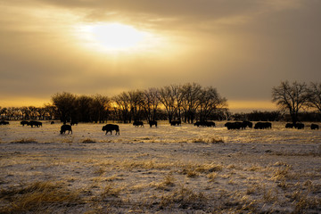 American Bison Sunrise
