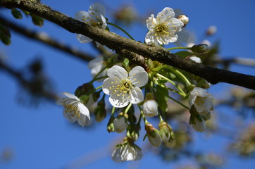 Cerisier en fleurs