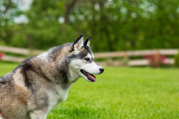 Portrait of Siberian Husky