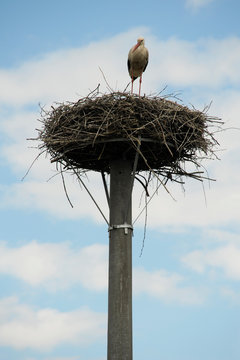 Stork Nest