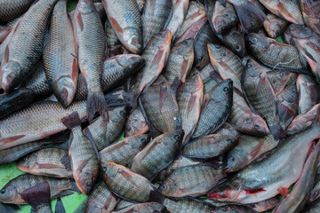 Various fishes displayed for sale at Territy Bazar, Kolkata, West Bengal, India..