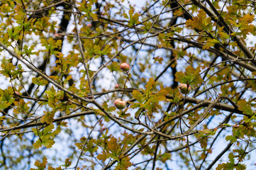 cynips quercusfolii Gallapfel an der Eiche